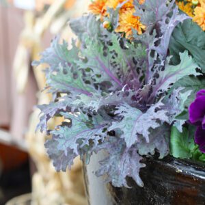ornamental kale