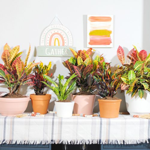 Colorful Pottery and Crotons Plant for Fall Planting | Calloway's Nursery