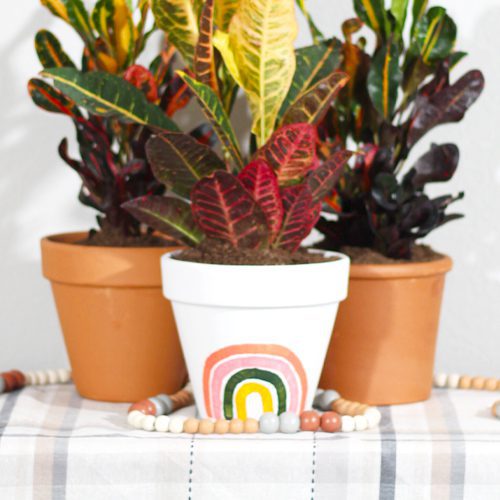 Calloway’s Premium Container Potting Soil in Terra Cotta Pottery for Fall Planting With Crotons | Calloway's Nursery