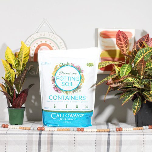 Calloway’s Premium Container Potting Soil for Fall Planting With Crotons | Calloway's Nursery
