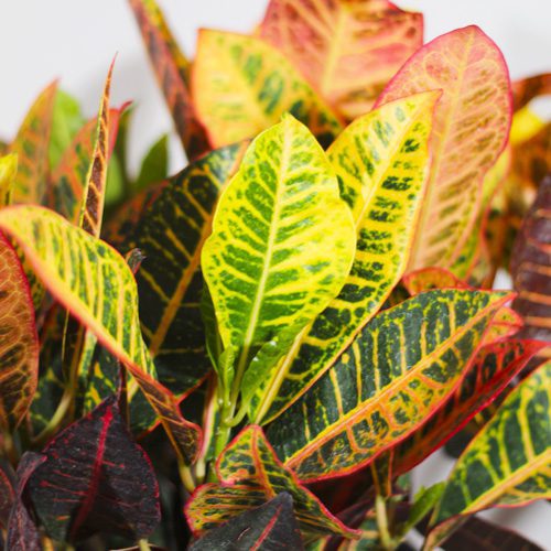 Petra Croton for Fall Planting | Calloway's Nursery