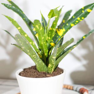 croton