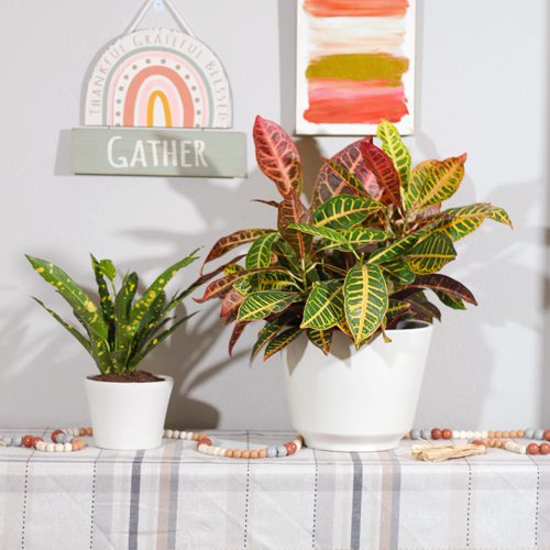 Croton Plant in White Terra Cotta Pottery for Fall Planting | Calloway's Nursery