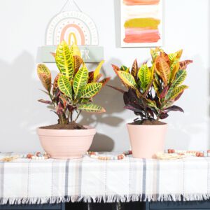 pink pottery and crotons