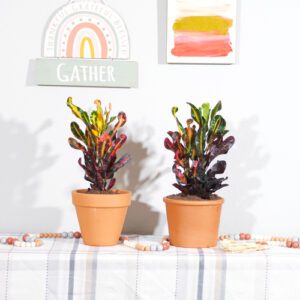 terra cotta and crotons