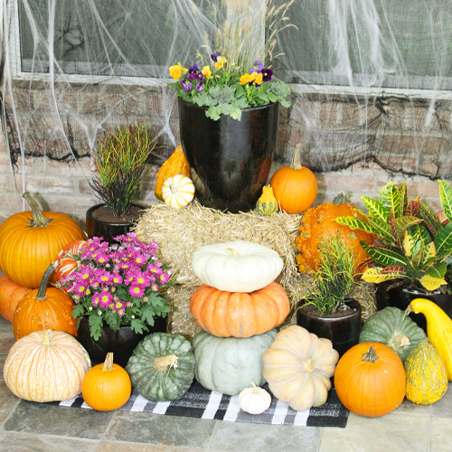 adding pumpkins