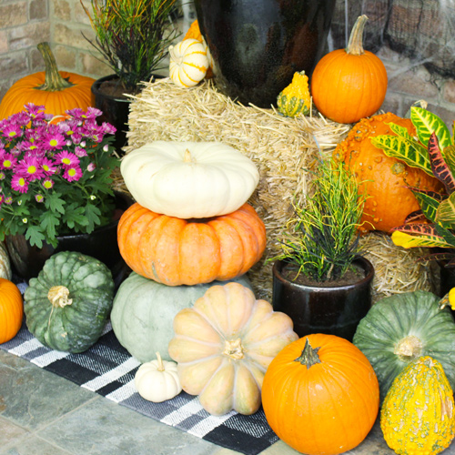 pumpkins in display