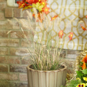 ornamental grasses