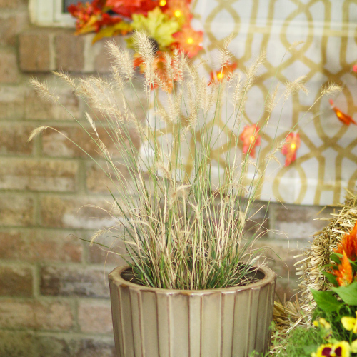 ornamental grasses