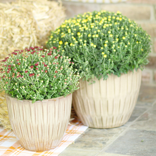 garden mums
