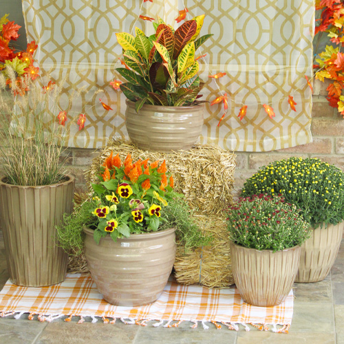 arranging fall flowers