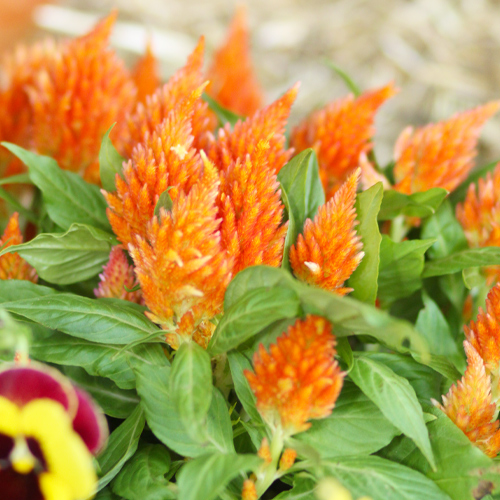 celosia