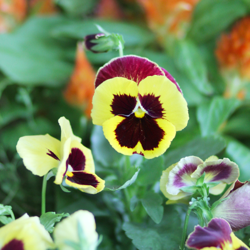 pansies