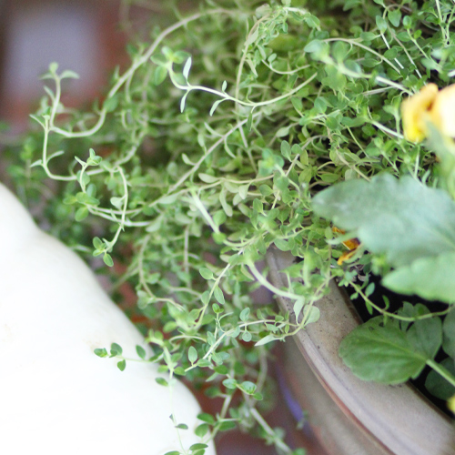 creeping thyme
