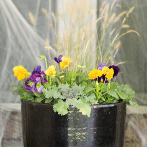 pansies in a container garden