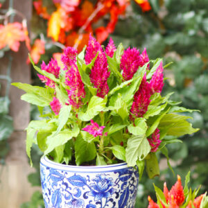 celosia fall flowers