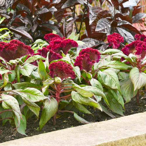 celosia in flowerbed