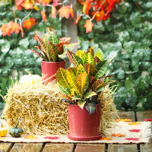 crotons