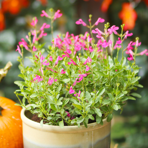 autumn sage
