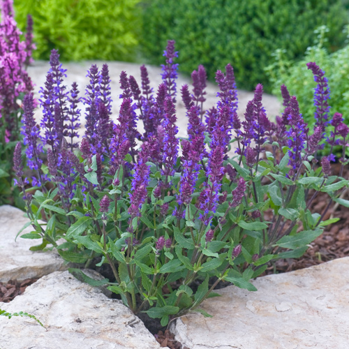 purple salvia