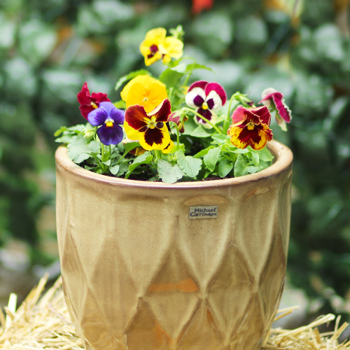 pansies