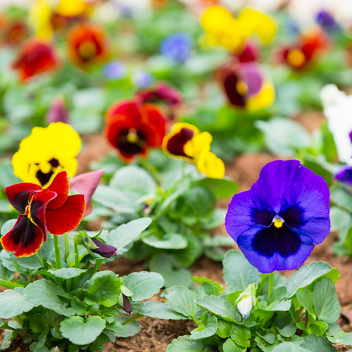 pansies in flowerbed