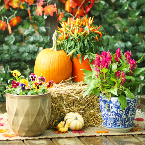 the best fall flowers