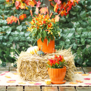 ornamental peppers