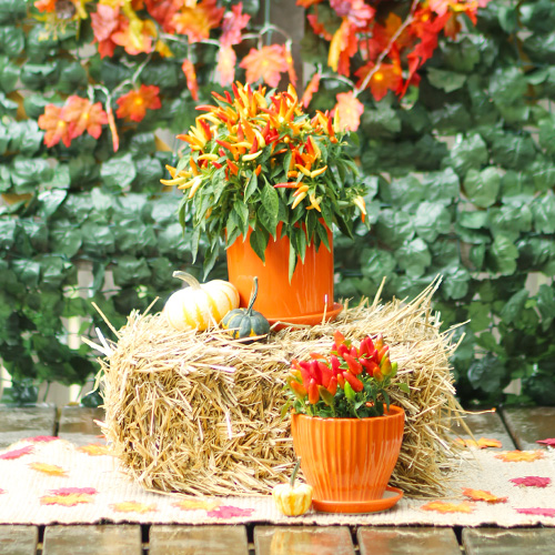 ornamental peppers