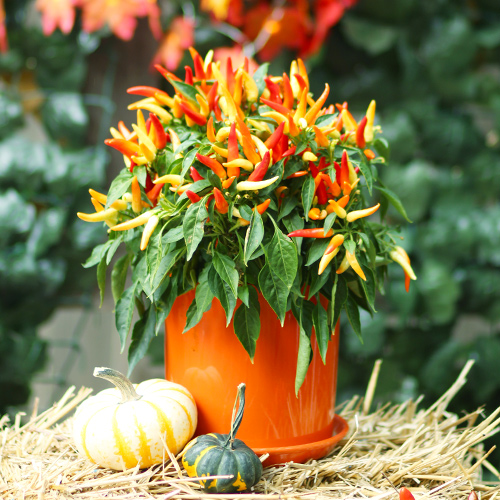 ornamental pepper