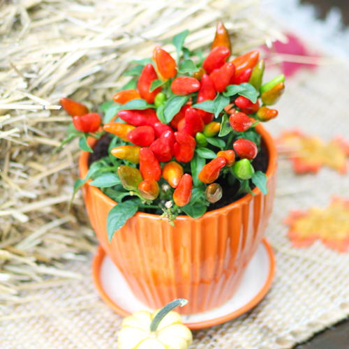 ornamental peppers in orange pottery