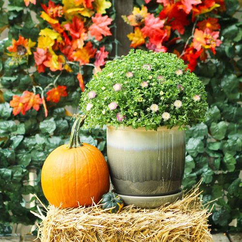 garden mums