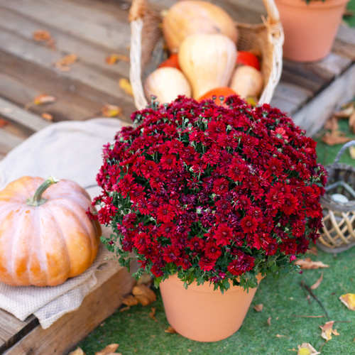 garden mums for fall flowers