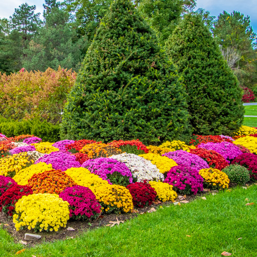 garden mums in flowerbed