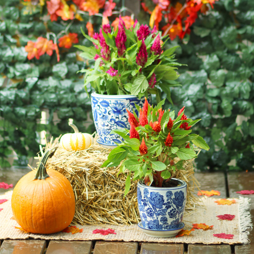 celosia