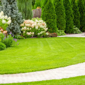green lawn