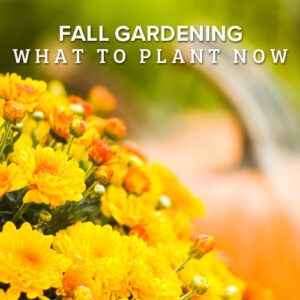 what to plant now