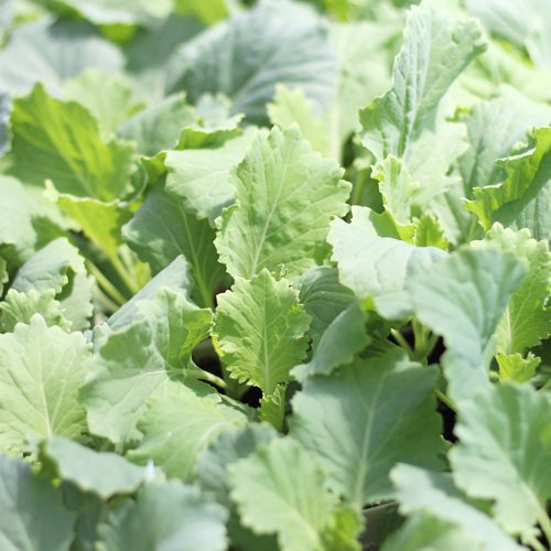 Cabbage Plant for Fall Gardening | Calloway’s Nursery
