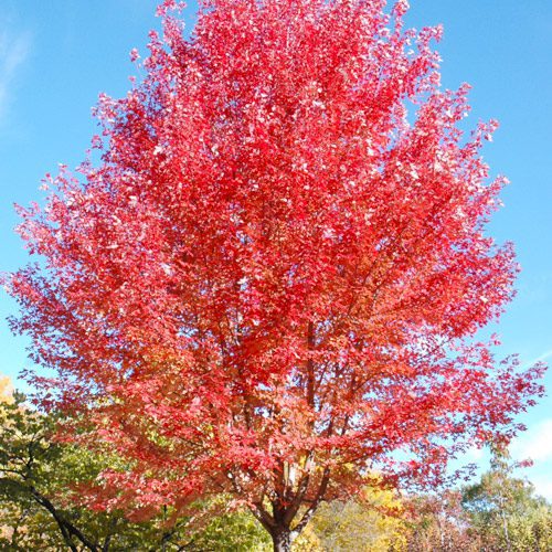 Red Maple Plant for Fall Gardening | Calloway’s Nursery