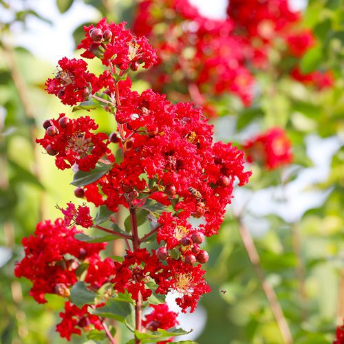 Crapemyrtle Flower Plant for Fall Gardening | Calloway’s Nursery