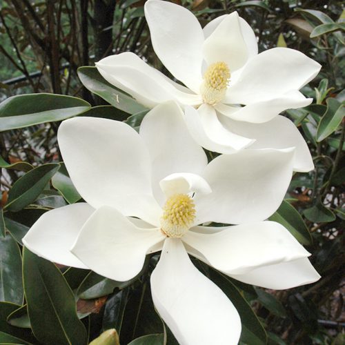 Little Gem Magnolia Flower Plant for Fall Gardening | Calloway’s Nursery