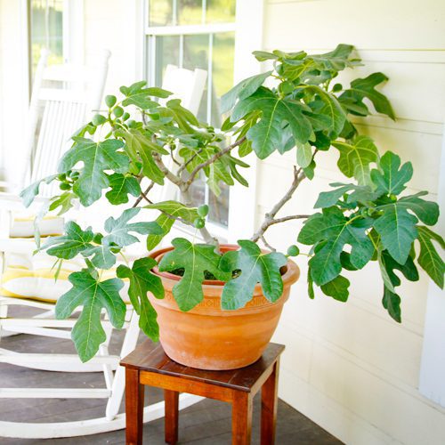 Ficus Fignomenal Plant for Fall Gardening | Calloway’s Nursery