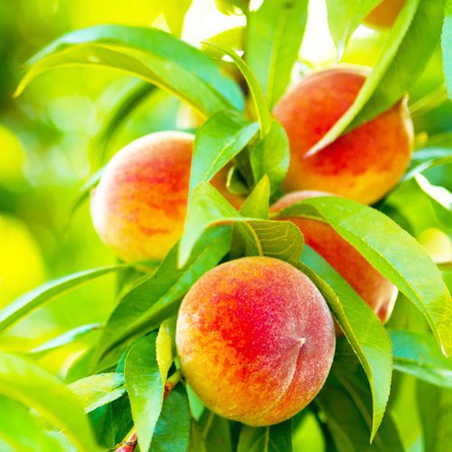 Peach Tree Flower Plant for Fall Gardening | Calloway’s Nursery