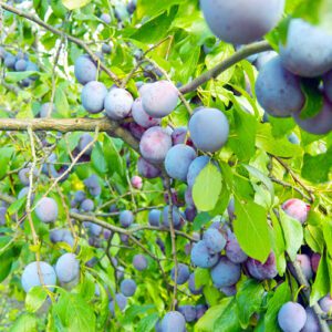 plum tree