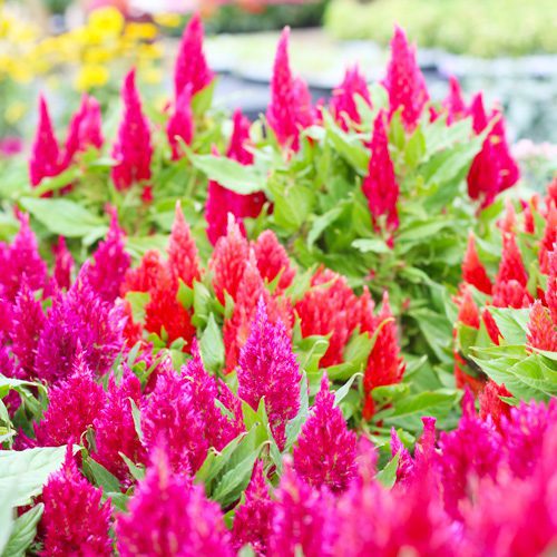 Celosia Plant for Fall Gardening | Calloway’s Nursery