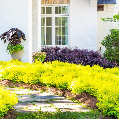 Sunshine Ligustrum Shrub Plant for Fall Gardening | Calloway’s Nursery