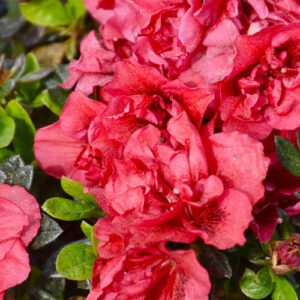 azalea