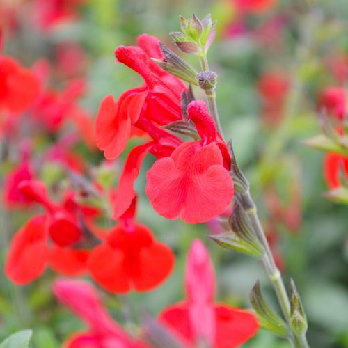 Salvia Greggii Flower Plant for Fall Gardening | Calloway’s Nursery