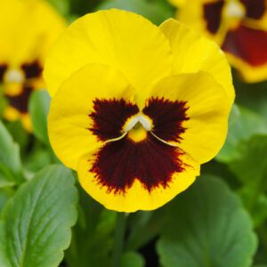 blotch pansy