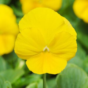 clear pansy